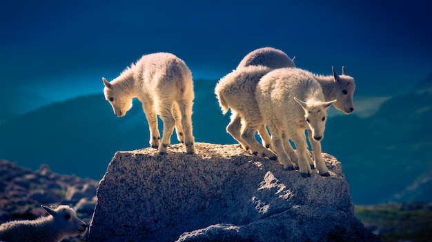 Four baby mountain goats on the top of rock.