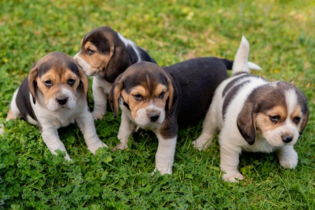 草の上の4つの美しい子犬