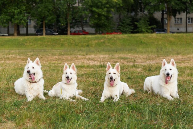 Four beautiful white Swiss shepherds pose lying down in a group on a green field