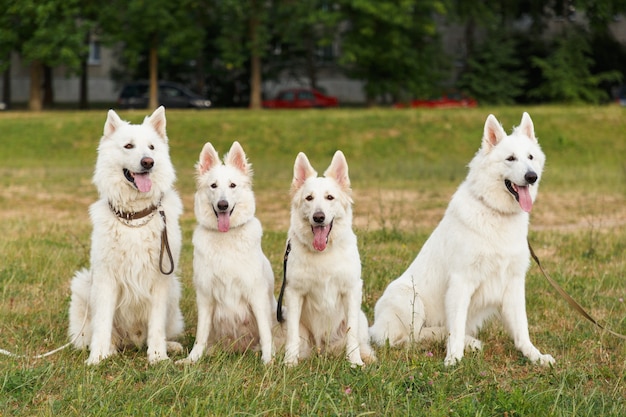 Four beautiful white Swiss shepherds pose sitting in a group on a green field