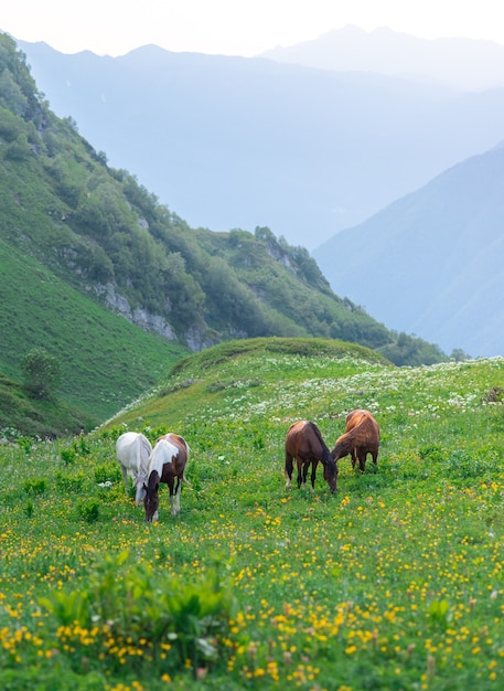 Фото Четыре красивых диких лошади пасутся на зеленых альпийских лугах в горах курорта красная поляна