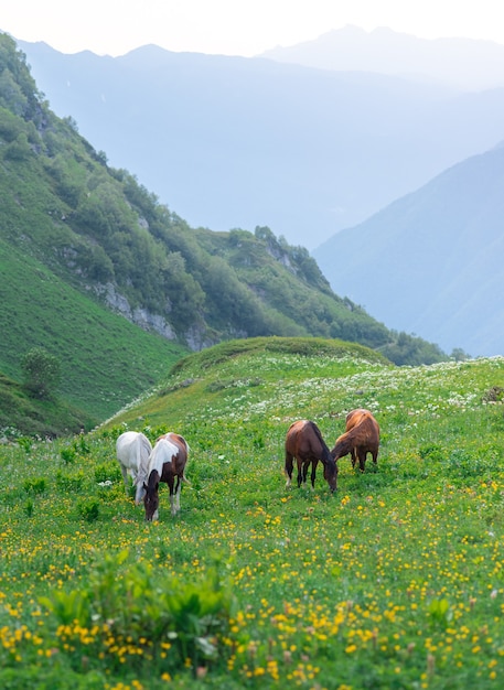 写真 クラスナヤポリャナリゾートの緑豊かな高山草原の山々で4頭の美しい野生の馬が放牧します