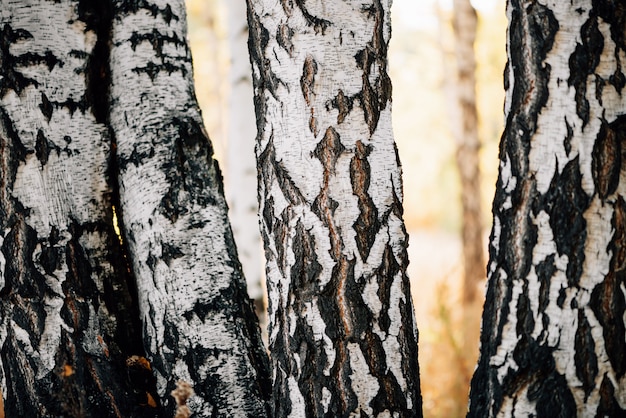 Four birches trunks in sunlight close-up.