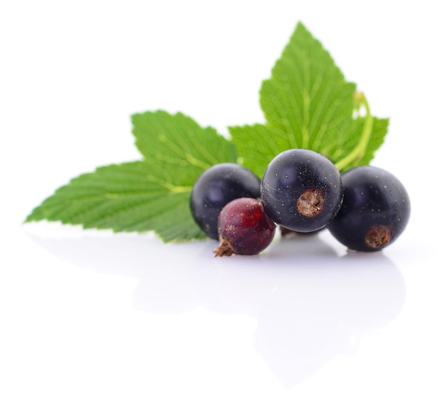 Four black currants with leaves on a white background