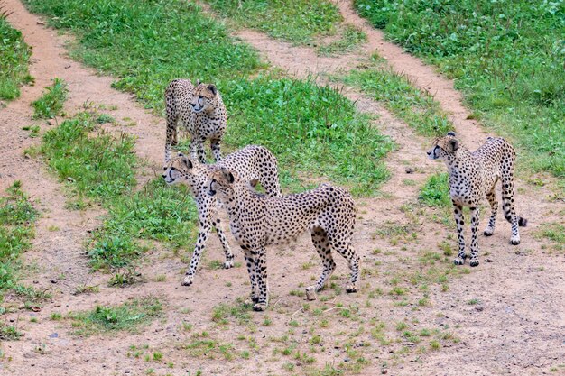 牧草地の4つのチーター