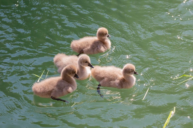 Four chicks of a black swan swims on the lake in the spring sunny
