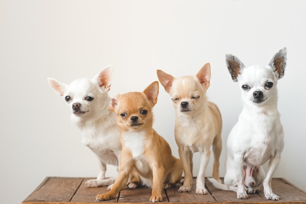 Four chihuahas on a wooden box