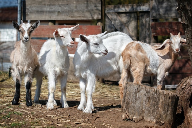 Four colorful little goatlings looking to camera