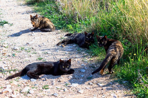 Фото Четыре милые кошки лежат в траве. летний день.