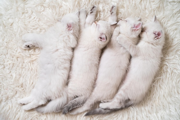 Four cute fluffy white kittens are sleeping next to each other on a light blanket