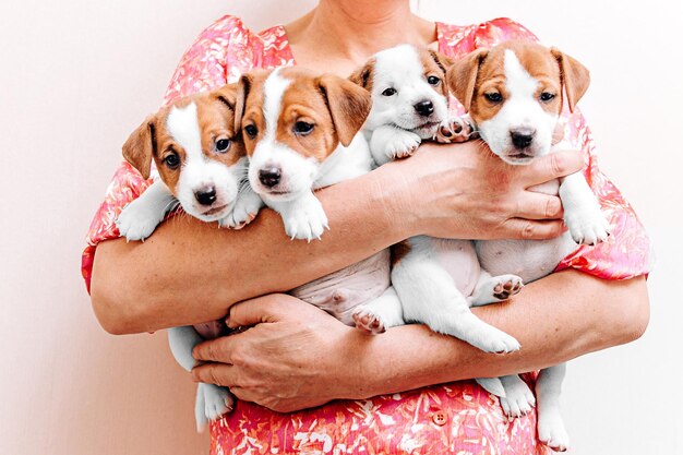 人間の手に4匹の可愛いジャック・ラッセル・テリアの子犬 1ヶ月の年齢 女性の手に小さな子犬