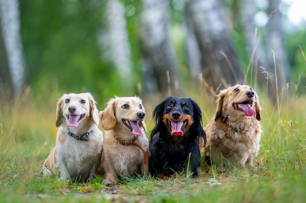 4匹のかわいい小型犬が自然の背景にポーズをとっています。背景がぼやけている。ペットや動物。