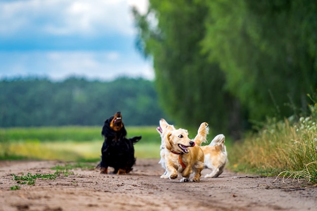 Four dogs playing outside Pets looking above and running ahead Nature background Small breeds