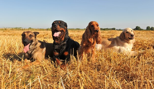 4匹の犬