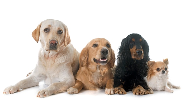 4匹の犬