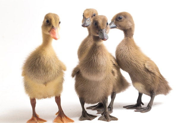 Four ducklings indian runner duck