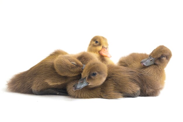 Four ducklings indian runner duck