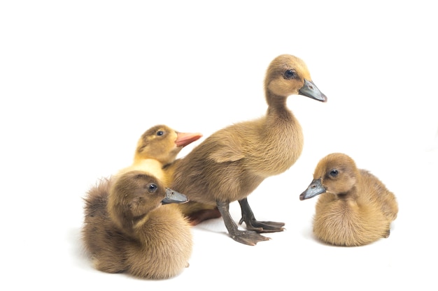 Four ducklings indian runner duck