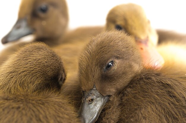 Four ducklings indian runner duck