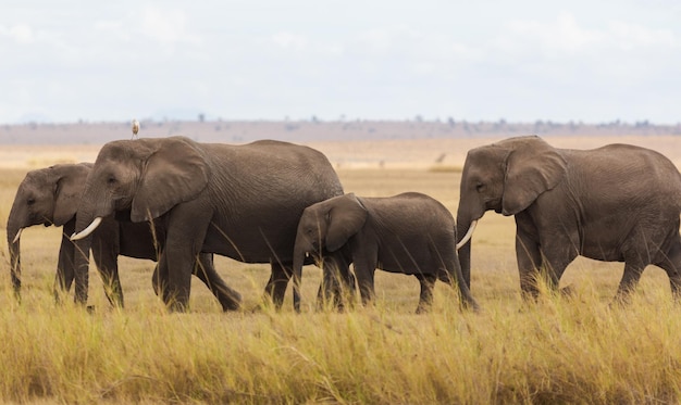 サバンナの黄色い草の上を行く 4 頭のゾウ (大きいゾウと赤ちゃんゾウ)。アンボセリ国立公園。ケン