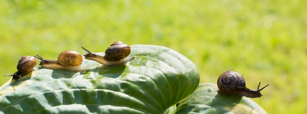 4 개의 정원 달팽이가 녹색 잎에 기어 가고 있습니다. Hosta fortunei Marginato-alba