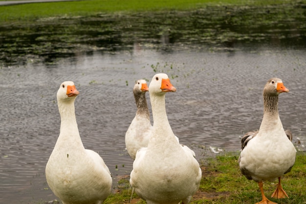 Four geese coming out of a lake.