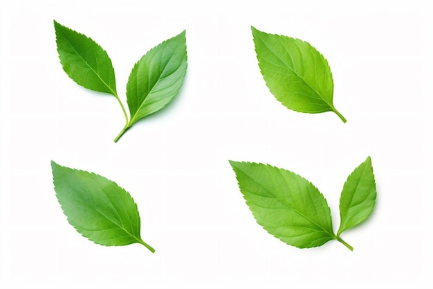 four green leaves on a white surface