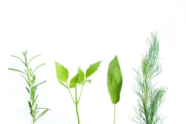 Four green twigs and leaves of aromatic herbs white background rosemary parsley sage and dill Tiny and tender but full of fragrance plants in bottom part of picture Mockup for wallpaper