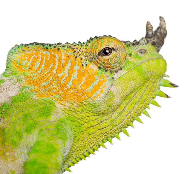 Four-horned Chameleon - Chamaeleo quadricornis