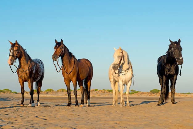 Quattro cavalli sulla spiaggia