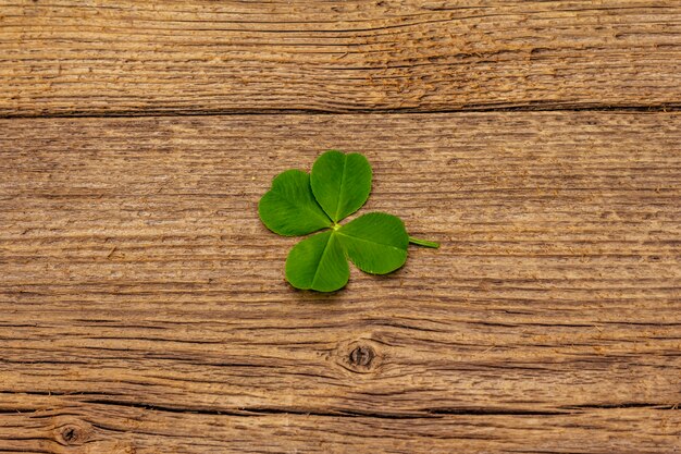 Four-leaf clover, fresh plant on vintage wooden boards