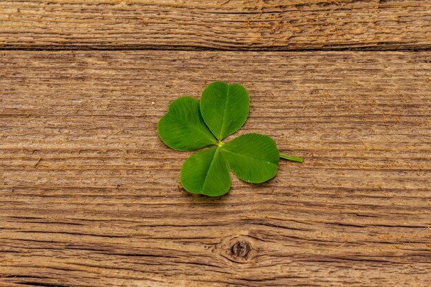 Photo four-leaf clover, fresh plant on vintage wooden boards