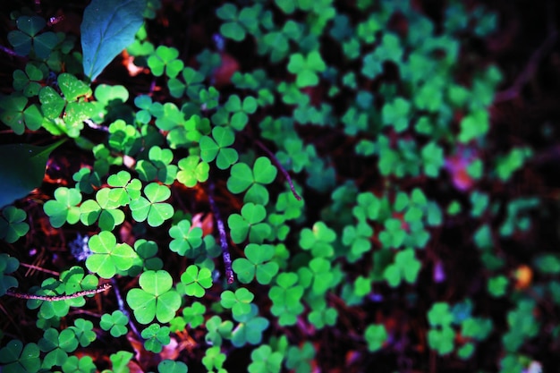 Four leaf clover symbol of St Patrick's Day Green grass background