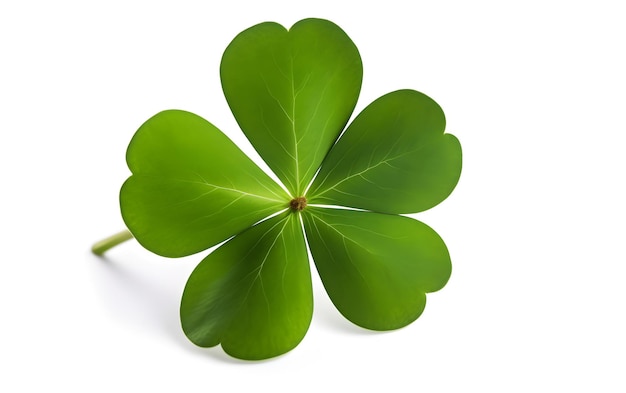 Four leaf clovers on a white background