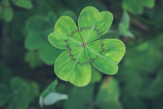 Four leaves clover with black strips on green clovers background