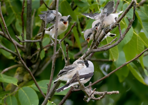 4마리의 작은 회색 까치(lanius Minor) 병아리는 부모가 먹이를 주는 동안 나뭇가지에 전체 샷으로 사진을 찍었습니다. 재미있고 특이한 상황