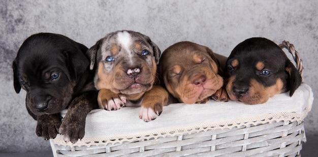 Quattro cuccioli di louisiana catahoula leopard dogs su sfondo grigio