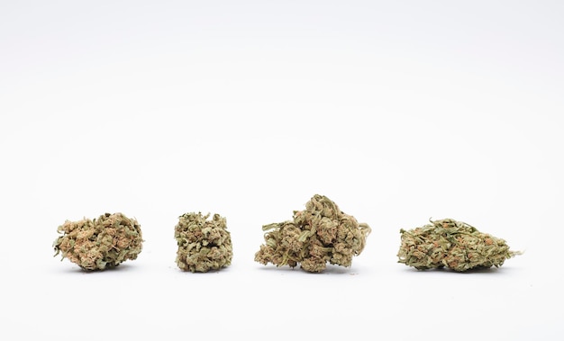 Foto quattro boccioli di marijuana con sfondo bianco e spazio per il testo
