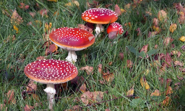 Four mushrooms on a green grass background
