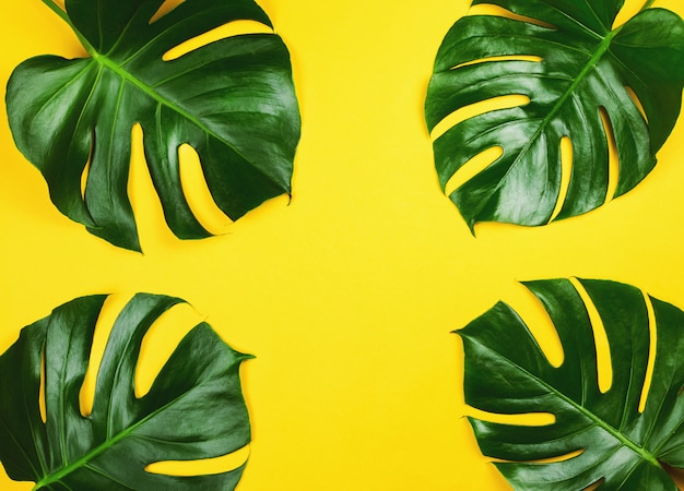 Four philodendron monstera on yellow background.