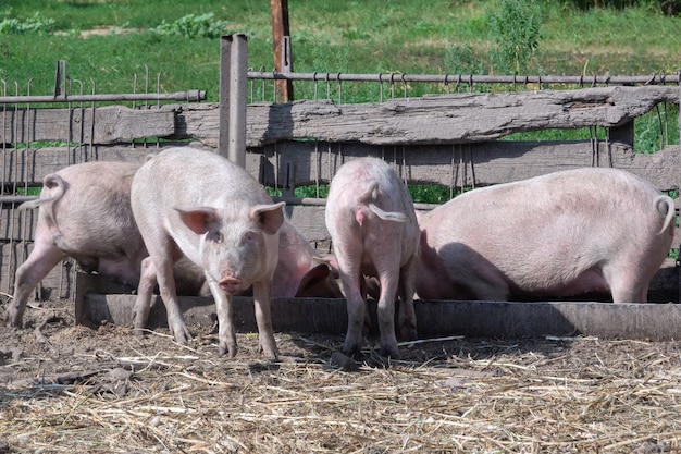 Four piglets stand with their feet in a feeder in a summer pigsty