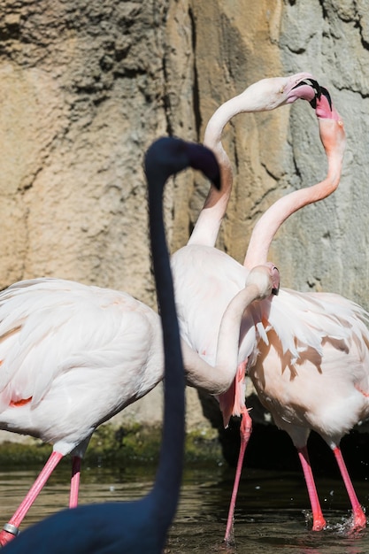 Four pink flamingos