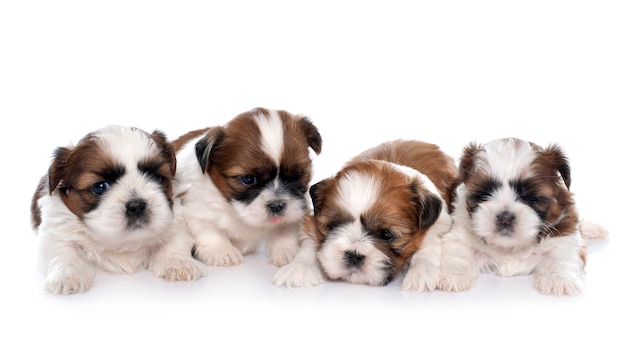 Foto shitzu di quattro cuccioli