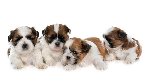 four puppies shitzu