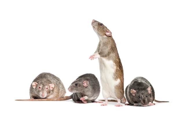 Four Rats in a raw, isolated