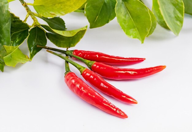 Four red chilies on a white background