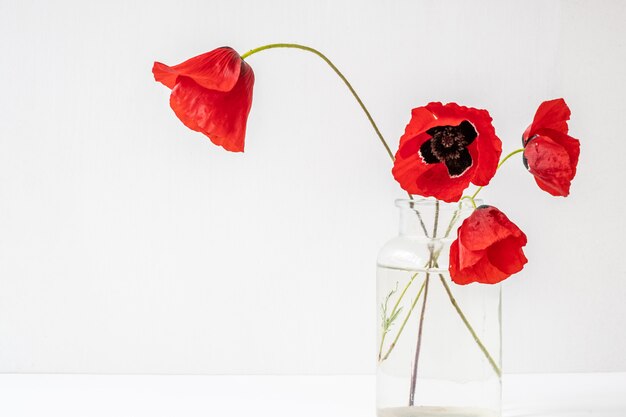 Photo four red delicate poppies in glass vase isolated on white background