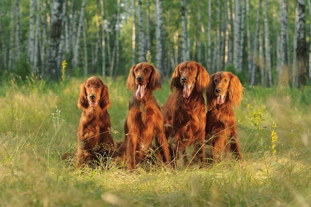 Four red dogs sit on background of green grass in rays of sunset, outdoors, horizontal