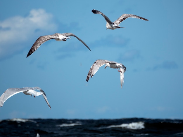 写真 4匹のカモメが海の波の上を飛んで、晴れた日に魚を狩ります