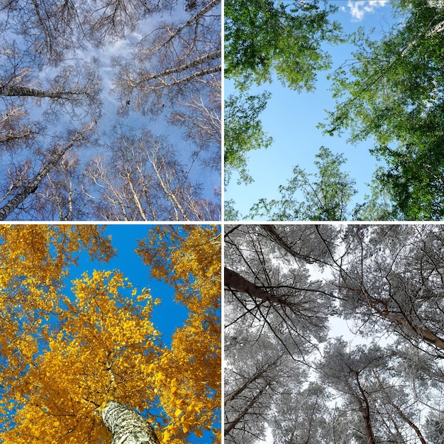 Foto foresta delle quattro stagioni primavera estate autunno e inverno collage di natura con paesaggi stagionali